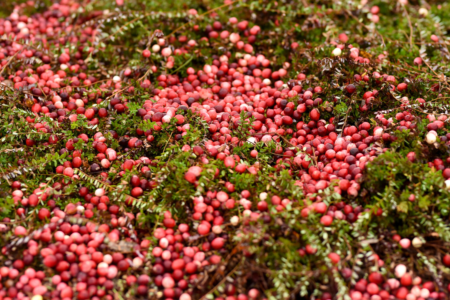 Cranberry Festival