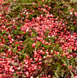 Cranberry Festival